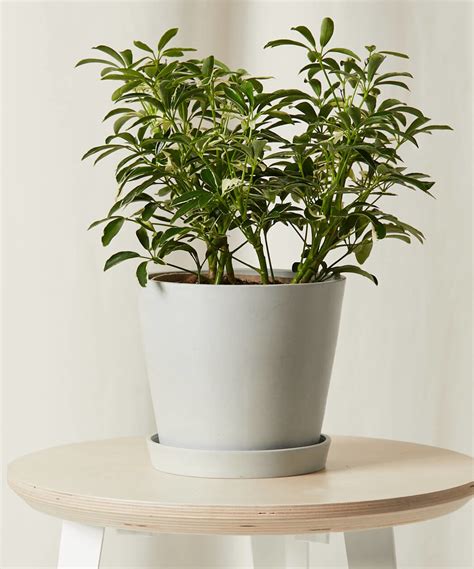 Schefflera 101: How to Care for Scheffleras | Bloomscape