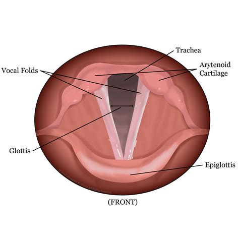 Learn to Love Your Folds - Anatomy of Your Voice, Pt. 1 — Blog