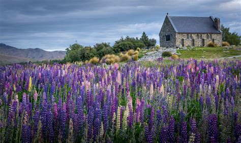 POW: Lupins at Lake Tekapo - Find Away Photography