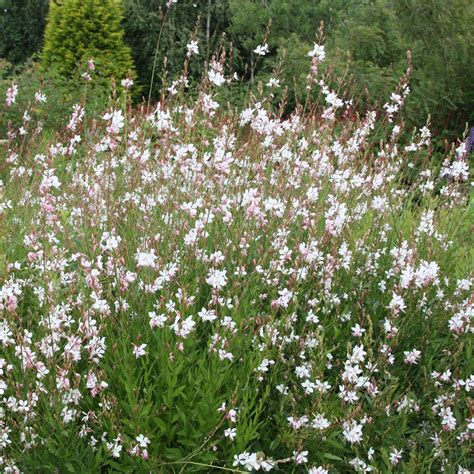 gaura whirling butterflies - Agencement de jardin aux meilleurs prix