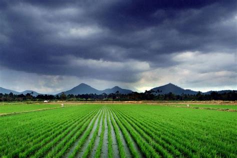 Rice Plantation and Its Growth