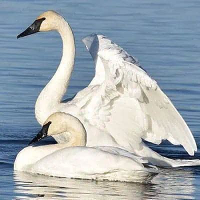 7 Swan Species & Swan Types (How to Identify) - Pond Informer