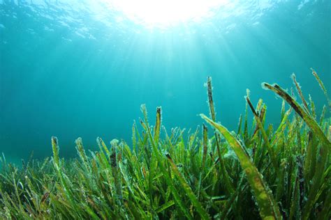 Natural Capital Coalition | The Value of Seagrass in Securing a ...