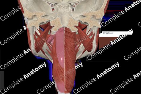 Styloglossus Muscle | Complete Anatomy