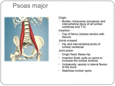 Major Muscles CYQ Level 3