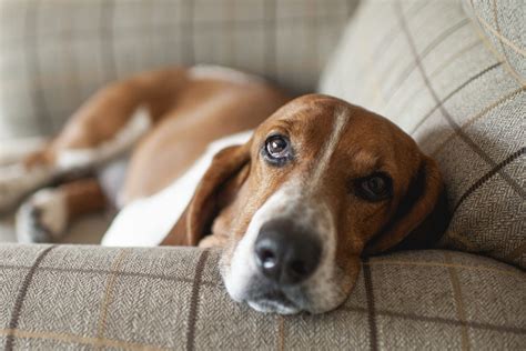 Lazy Dog Breeds That Are Expert Nappers | Reader's Digest