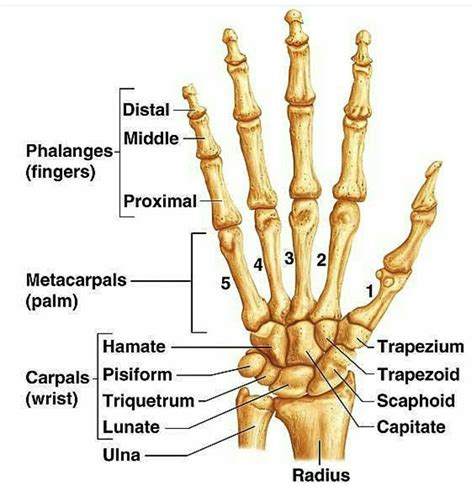 Pin by Kals K on Bio | Anatomy bones, Medical anatomy, Human body anatomy