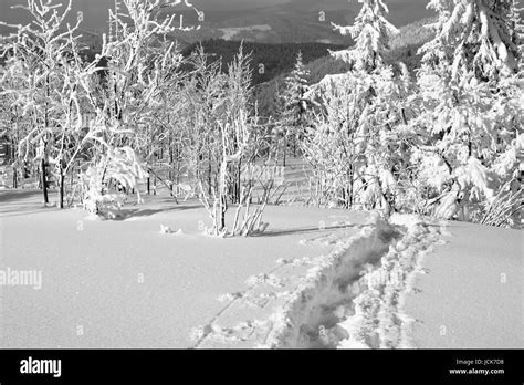 winter in the black forest Stock Photo - Alamy