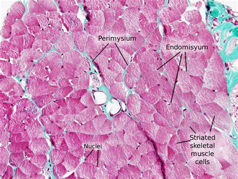 Cardiac Muscle Histology Cross Section - Draw-thevirtual