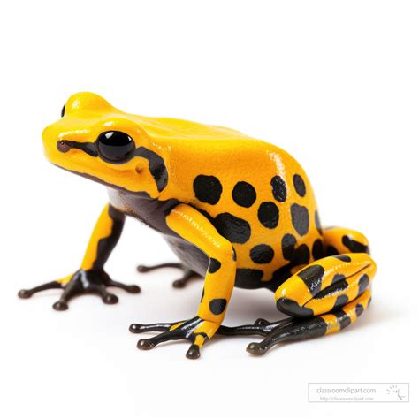 Amphibian Pictures-Yellow Poison dart frog isolated on white background