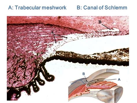 Canal Of Schlemm Histology