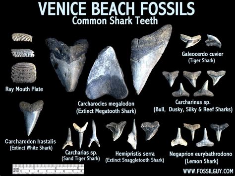 Fossilguy.com: Guide to Venice Beach Fossil Shark Teeth Hunting