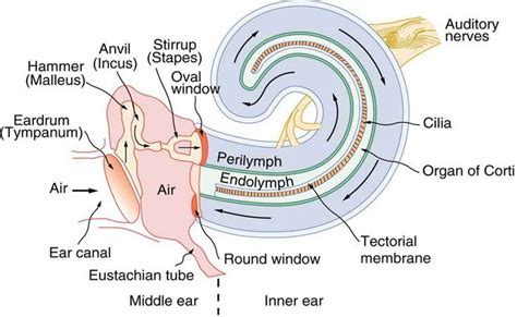 The inner ear is contains the cochlea and the auditory nerve ...