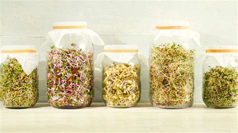 How to Grow Sprouts Indoors in your Kitchen All Year Round