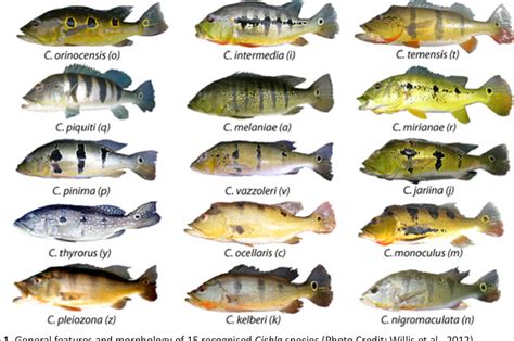 Figure 1 from Introduction of Invasive Peacock Bass (Cichla Spp.), Its ...