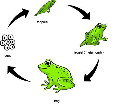 Frog Life Cycle - Let's Learn!