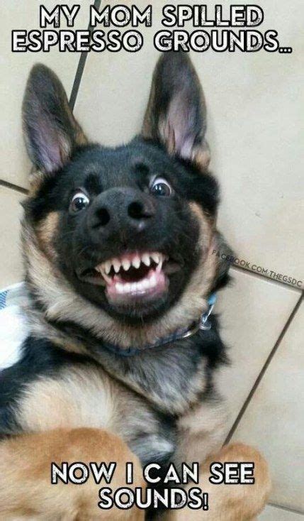 Scary Dog Meme | Unnerving Images for Your All