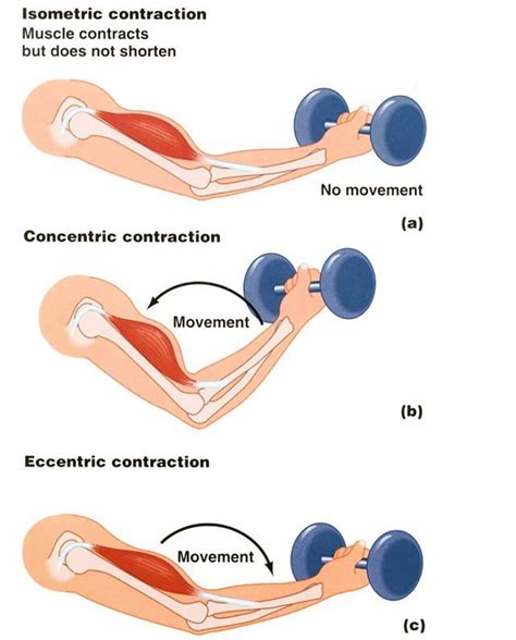 Types of contraction with sporting (exercise) example. Can we come up ...