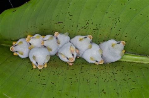 Honduran white bats under a banana leaf | Animals beautiful, Bat, Baby bats