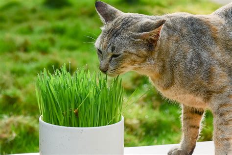 Catnip vs. Cat-grass for our felines - Forest Hill Veterinary Hospital