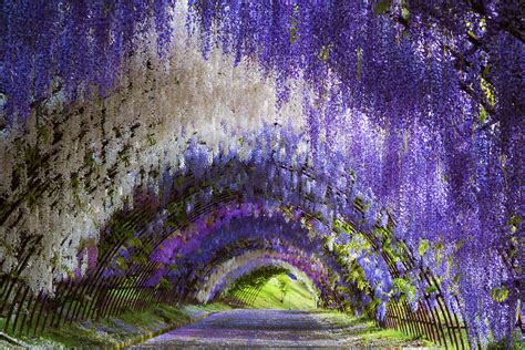 Wisteria Tunnel of Kitakyushu – Unusual Places