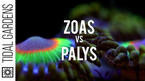 Zoanthid and Palythoa identification and taxonomy - YouTube