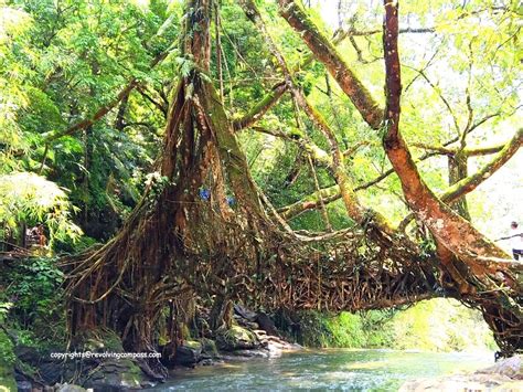 The extraordinary Living Root Bridge in Meghalaya, India - A Revolving ...