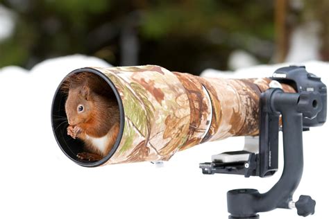 Literal Wildlife Photographers: 19 Photos of Animals Getting Cozy with ...