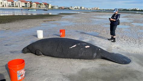 Clearwater police, FWC rescue nearly 11-foot manatee stranded on beach ...