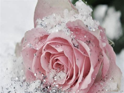 Winter Flower Wallpapers - Wallpaper Cave