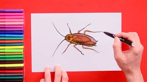 How to draw a Realistic Cockroach - YouTube