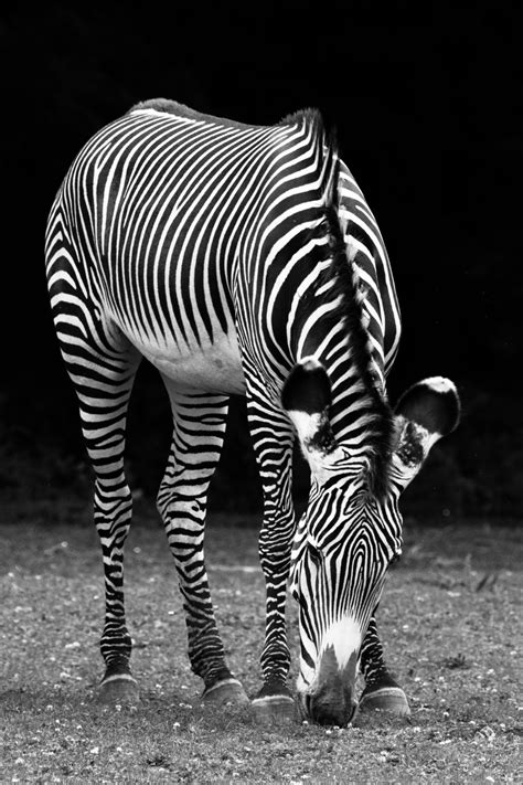 Black And White Zebra Free Stock Photo - Public Domain Pictures