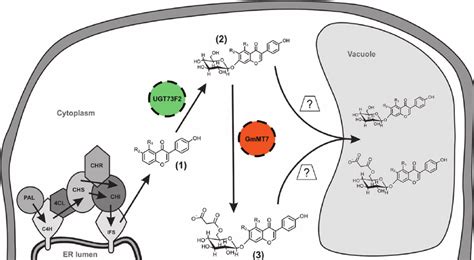 Subcellular organization of enzymes involved in isoflavonoid ...