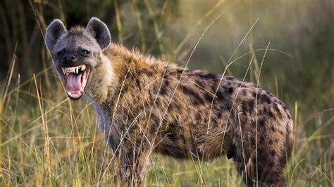 Animal Guide: Spotted Hyena | Nature | PBS