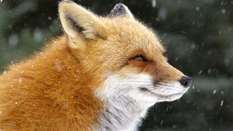 Fox Tales | About | Nature | PBS