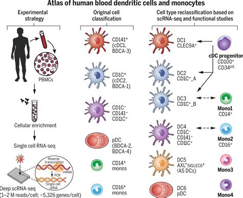 Single-cell RNA-seq reveals new types of human blood cells | RNA-Seq Blog