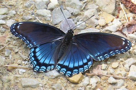 What Does the Black and Blue Butterfly Mean? Breaking Down Its Symbolism