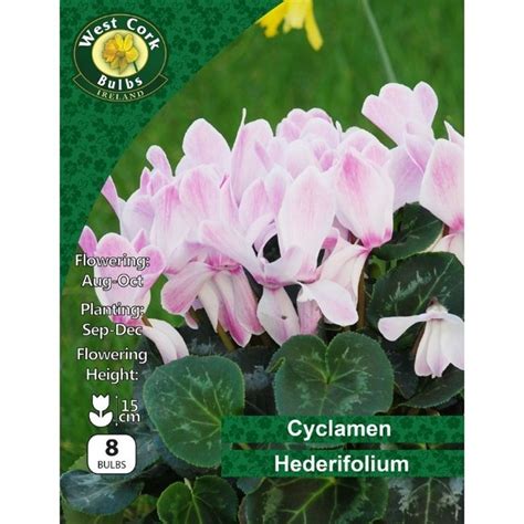 CYCLAMEN HEDERIFOLIUM BULBS