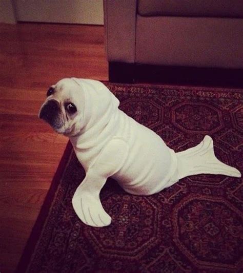 20 Of The Best Dog Costumes You Will Ever See