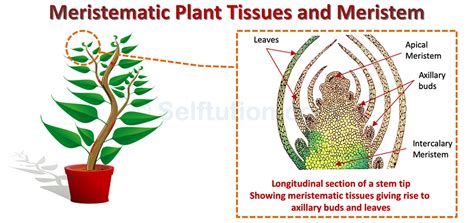 Meristematic Tissue In Plants Diagram