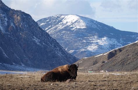 Rick Lamplugh: A Day in the Yellowstone Bison Migration: A Photo Essay