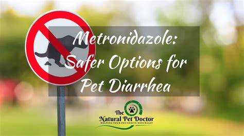 Metronidazole for Dogs & Cats: Exploring Natural Alternatives and Safer ...