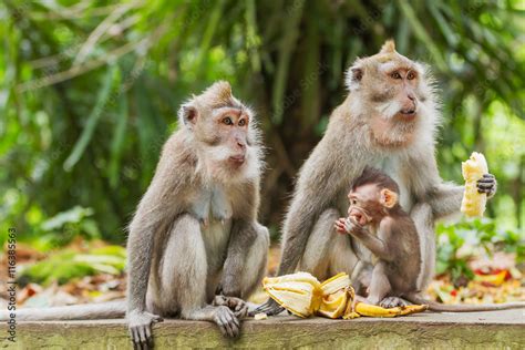 Monkeys eat bananas. Monkey forest in Ubud, Bali, Indonesia. Stock ...