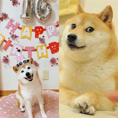 Doge Memes