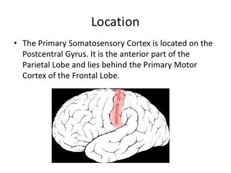 The somatosensory cortex