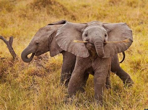 Smiling Baby Elephant Is The Cutest (PHOTO)