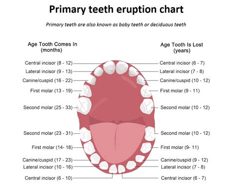 Primary Dentition | News | Dentagama