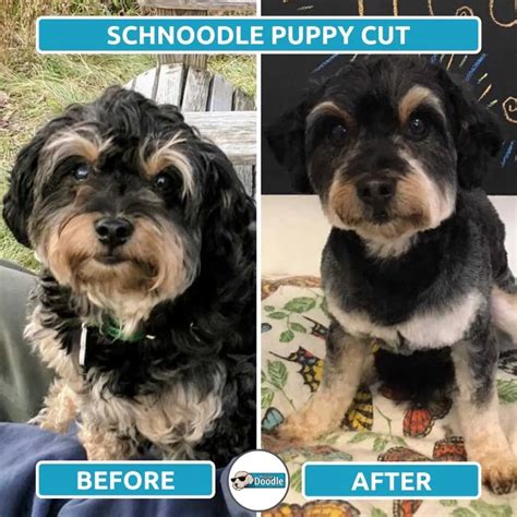 Schnoodle Haircut Styles: Before & After Grooming Photos!