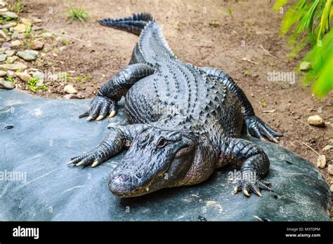 American alligator, full size Stock Photo - Alamy