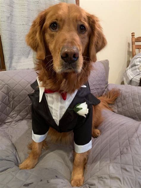 These Dog Tuxedos for Weddings Are Ridiculously Cute | Dog tuxedo, Dog ...